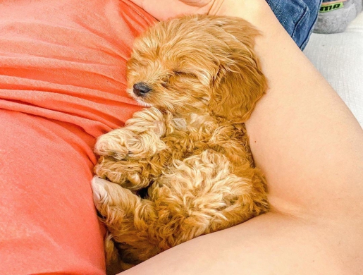 cavapoo puppies, Namibe -  Algeria