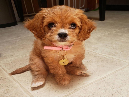 cavapoo puppies, Namibe -  Algeria