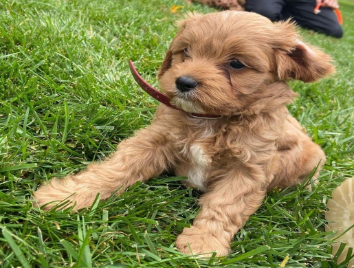 cavapoo puppies, Namibe -  Algeria